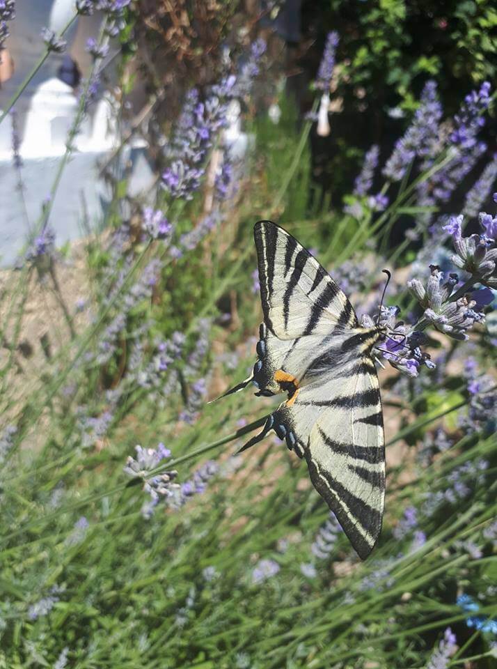 massage métamorphique
